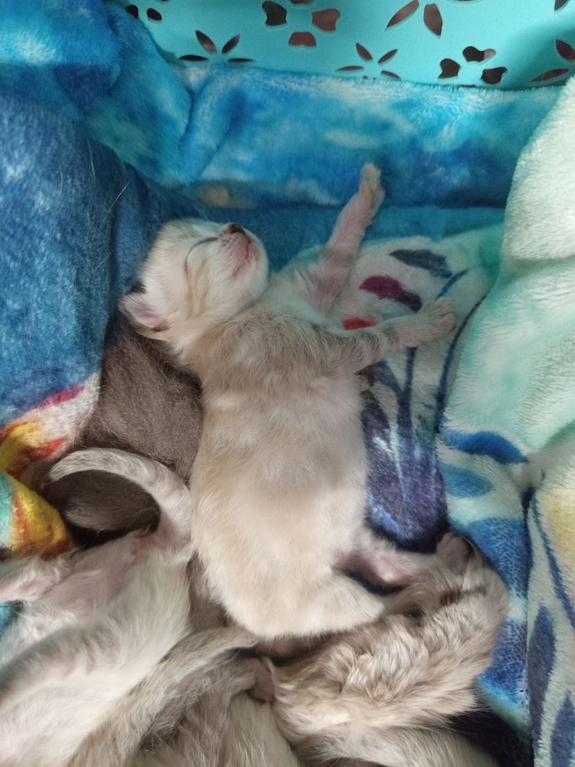 Heilige Birma Kitten