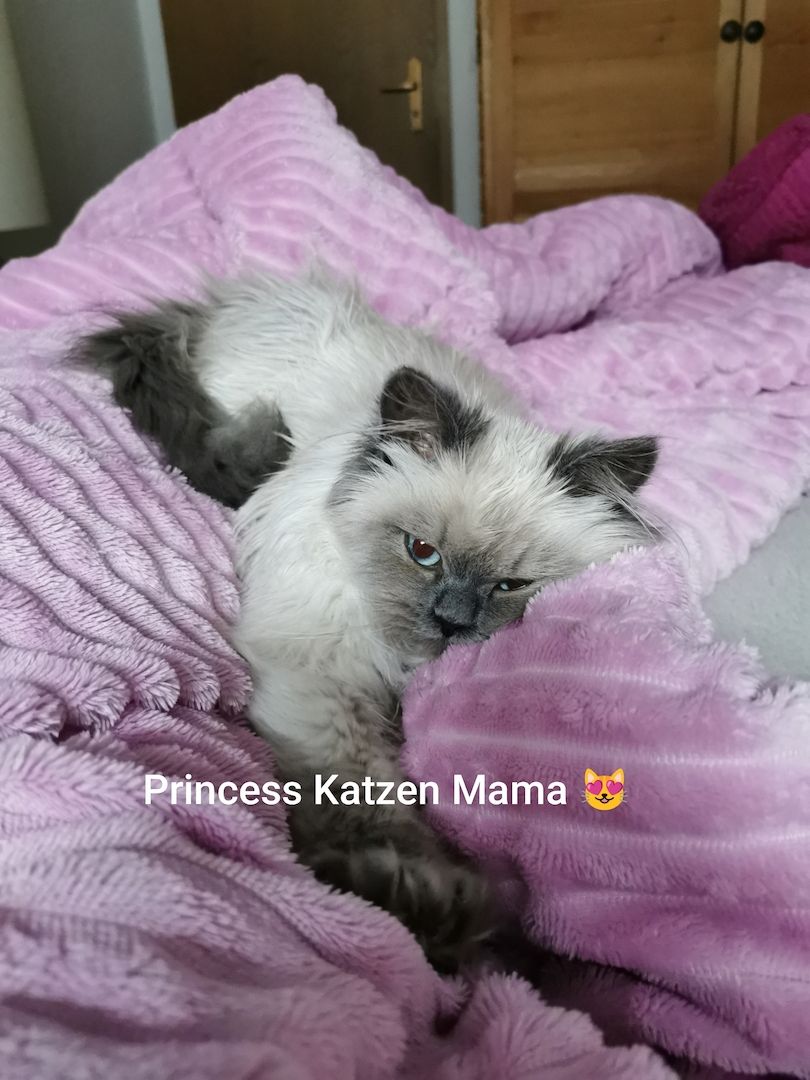 Heilige Birma Kitten