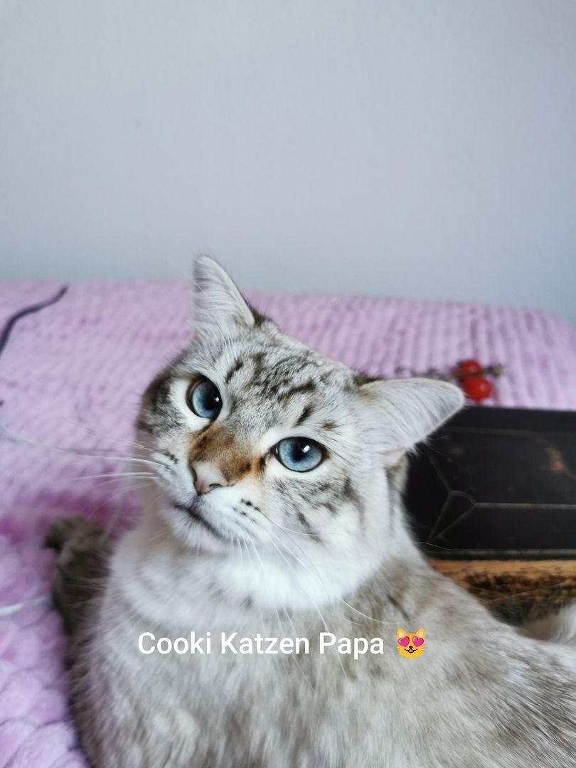 Heilige Birma Kitten