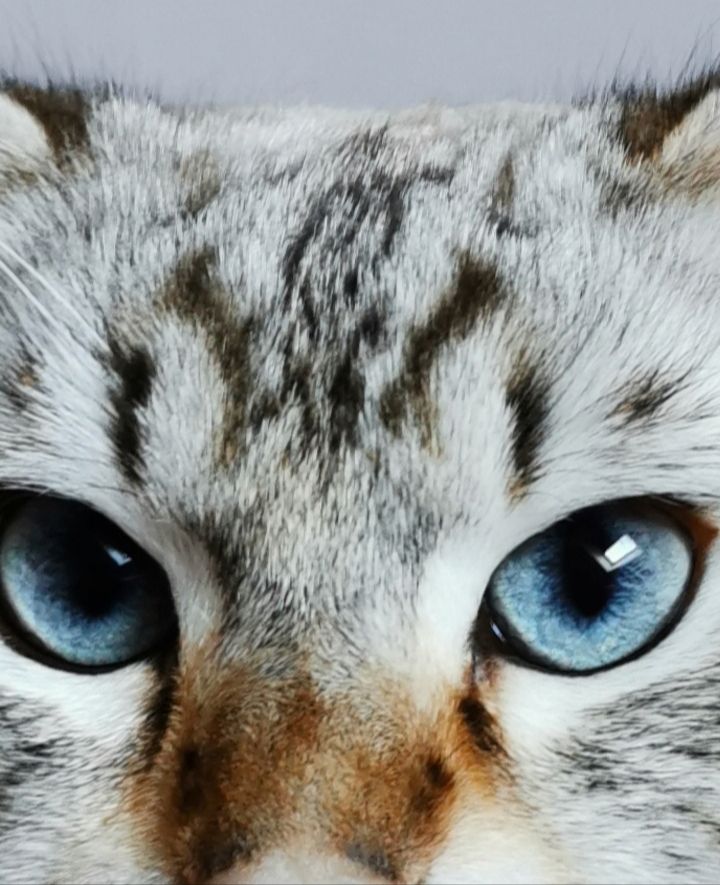 Heilige Birma Kitten