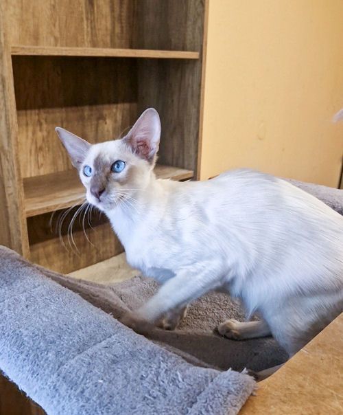 noch 1 Zauberhafter Balinesen Katerchen sucht ein neues Zuhause