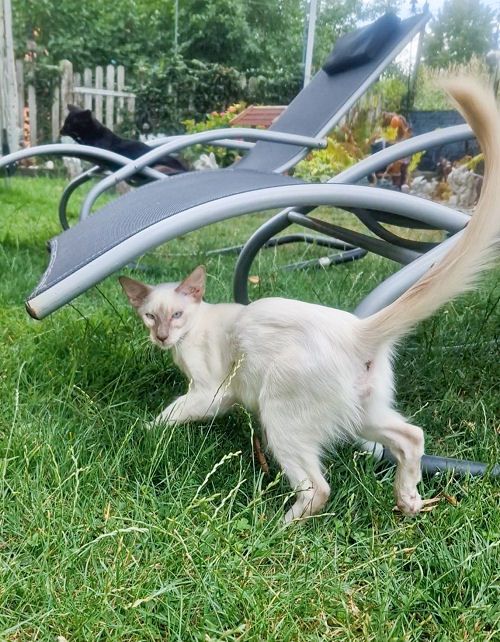 noch 1 Zauberhafter Balinesen Katerchen sucht ein neues Zuhause