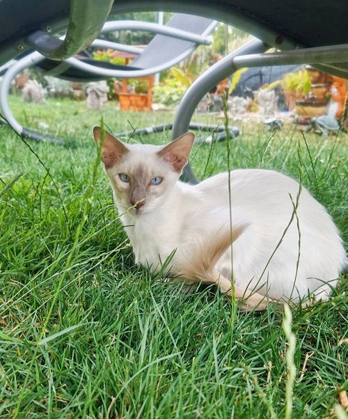 noch 1 Zauberhafter Balinesen Katerchen sucht ein neues Zuhause