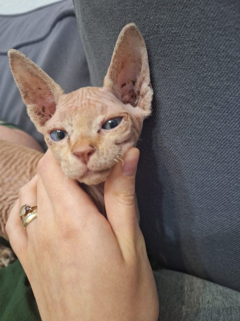 Katzen suchen neues Zuhause