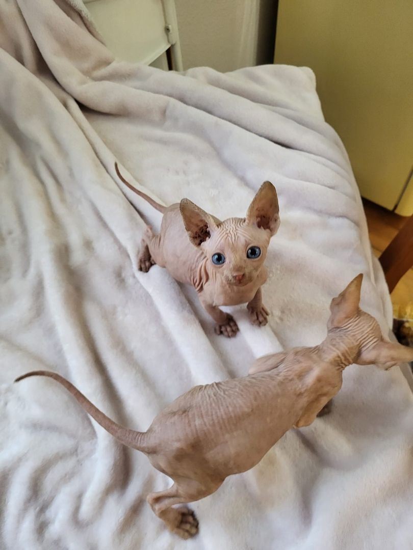 Katzen suchen neues Zuhause