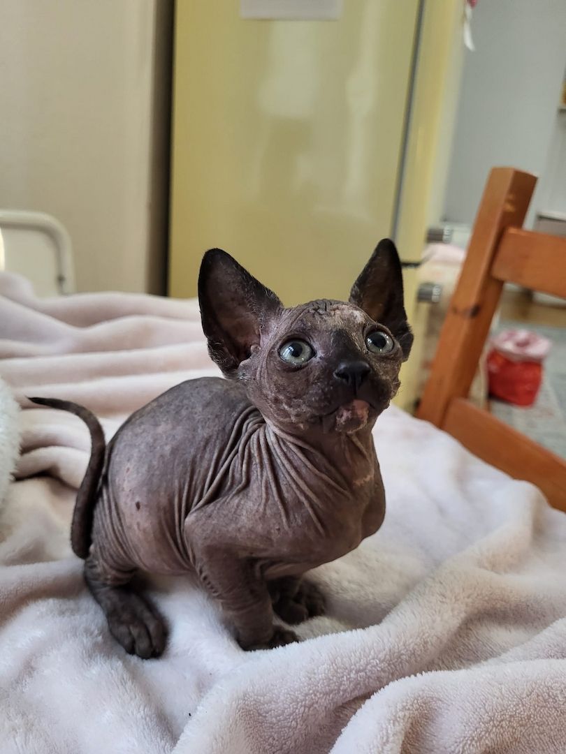 Katzen suchen neues Zuhause