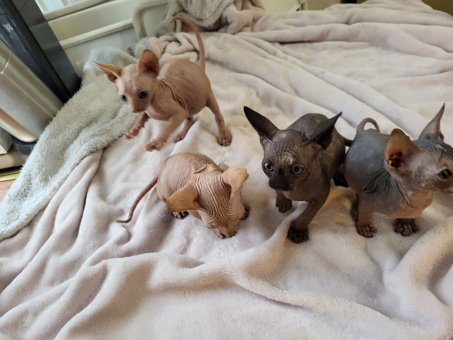 Katzen suchen neues Zuhause