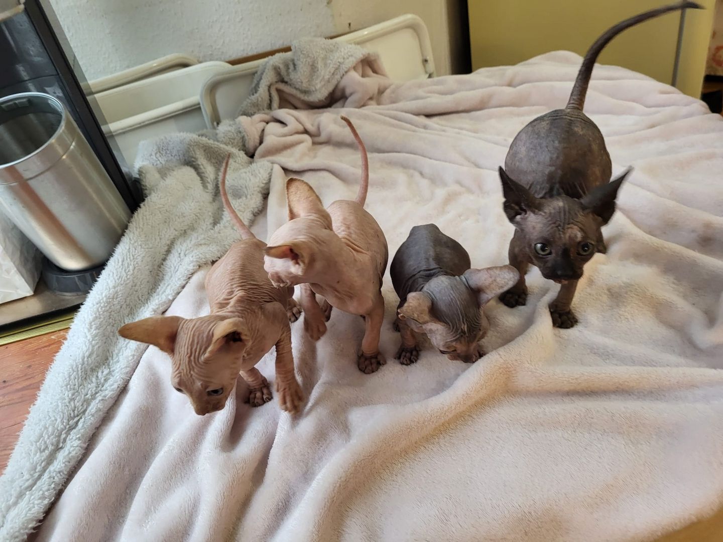 Katzen suchen neues Zuhause