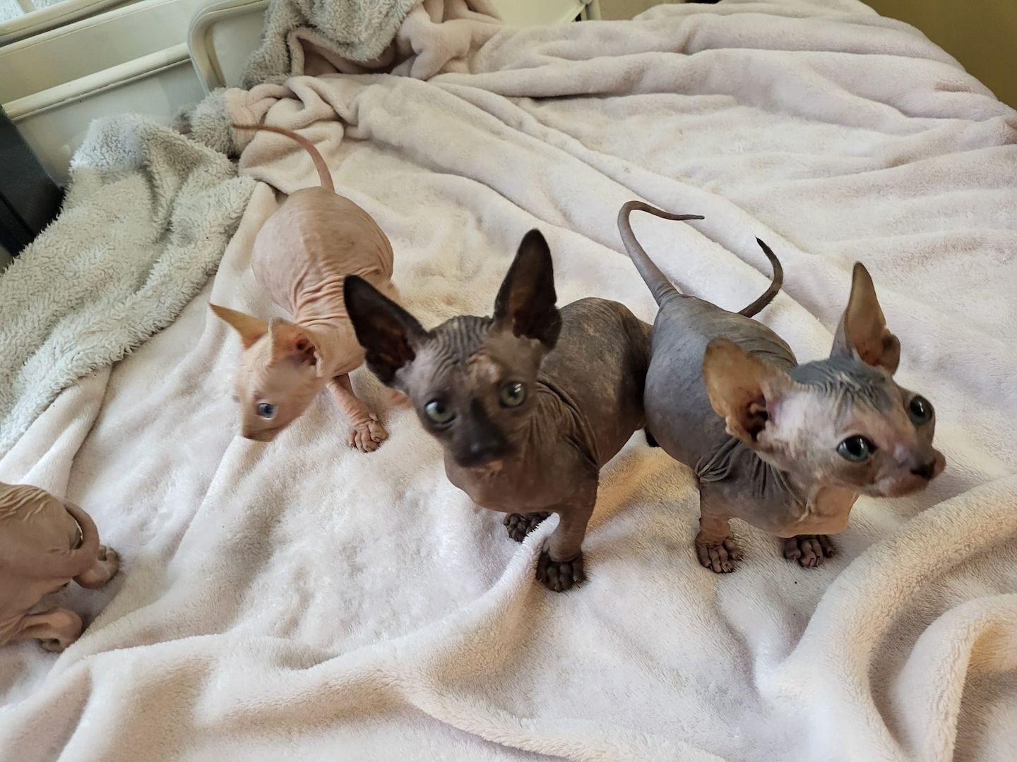 Katzen suchen neues Zuhause