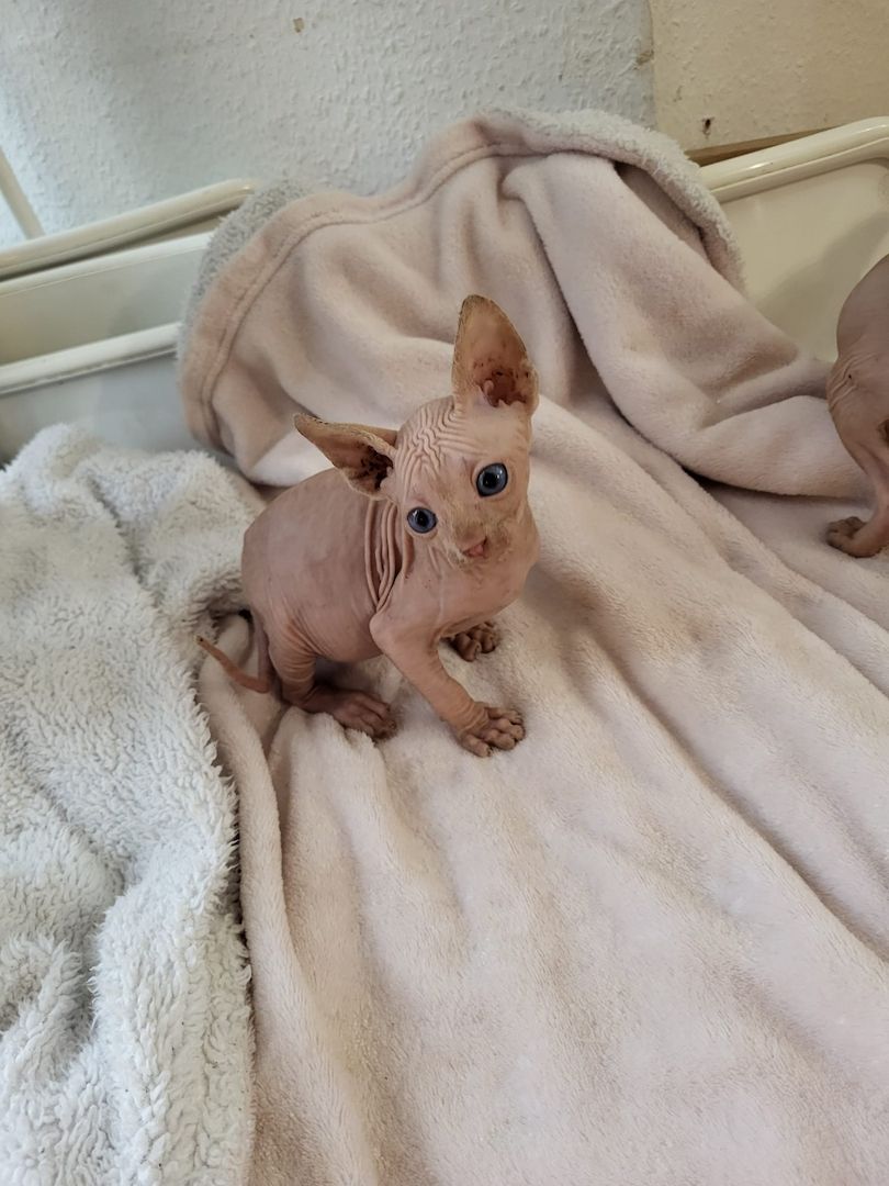 Katzen suchen neues Zuhause