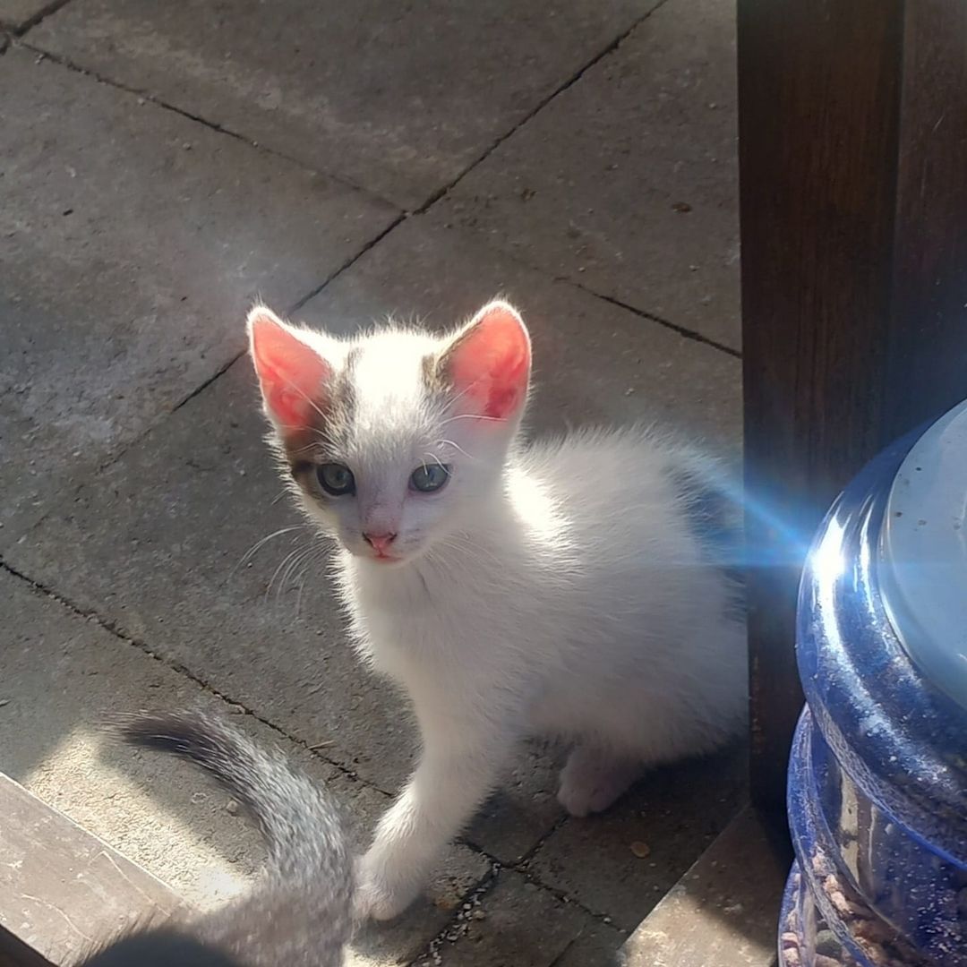 Kater kitten 3 zum jeweiligen Abgeben