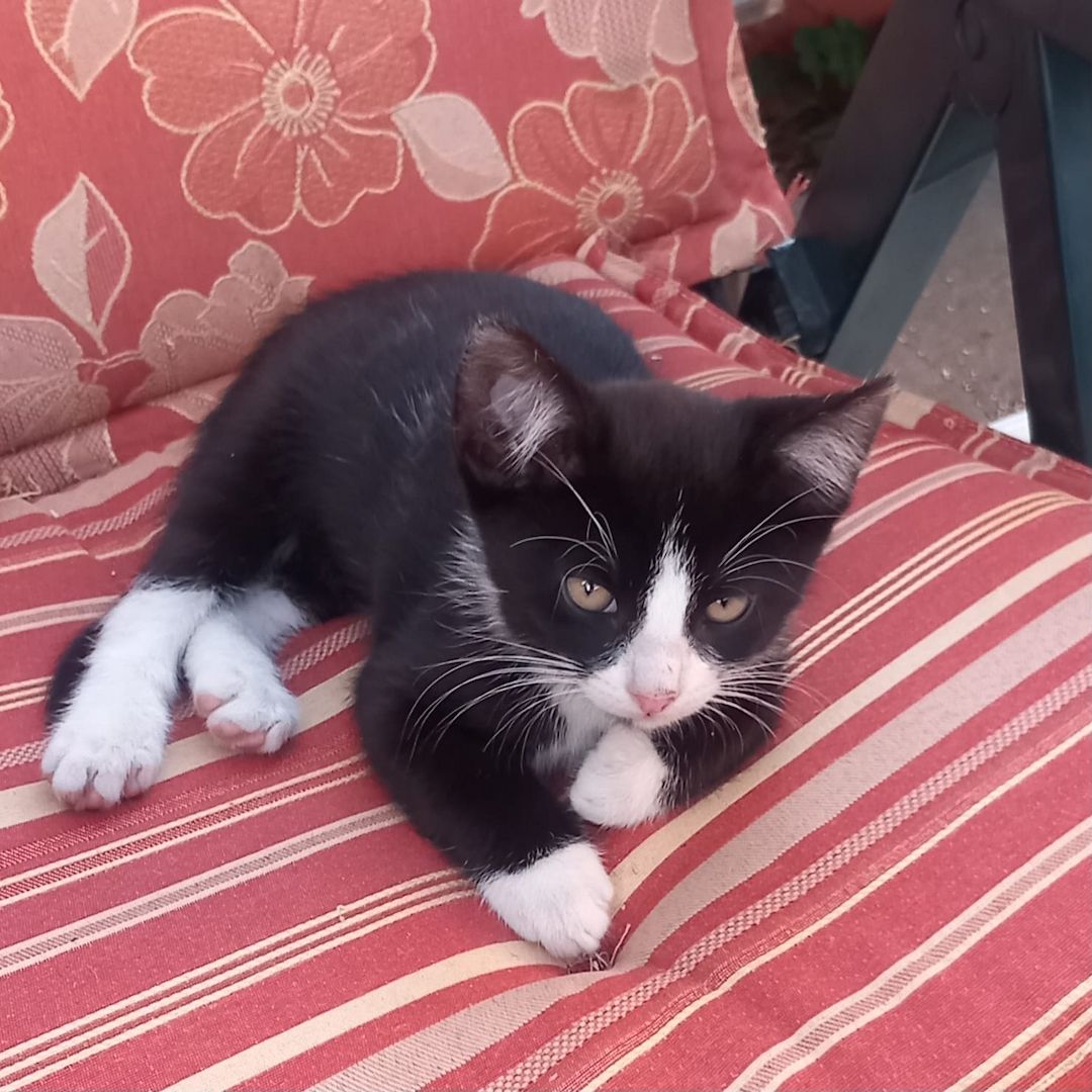 Kater kitten 3 zum jeweiligen Abgeben