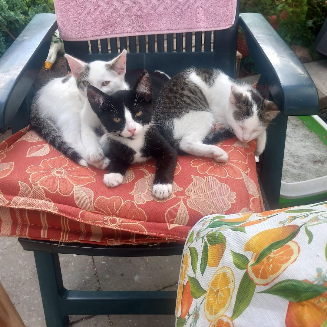 Kater kitten 3 zum jeweiligen Abgeben