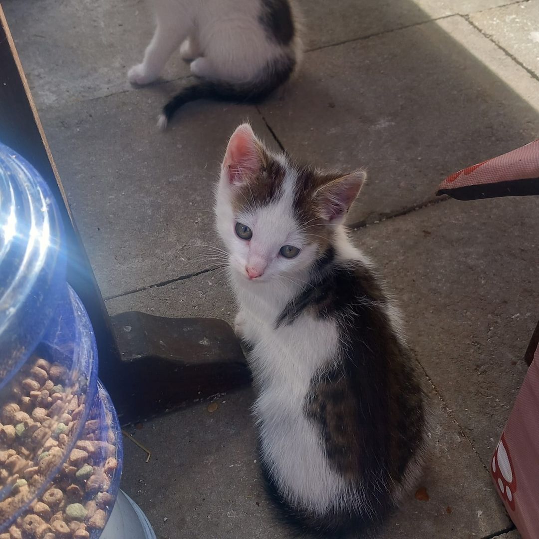 Kater kitten 3 zum jeweiligen Abgeben