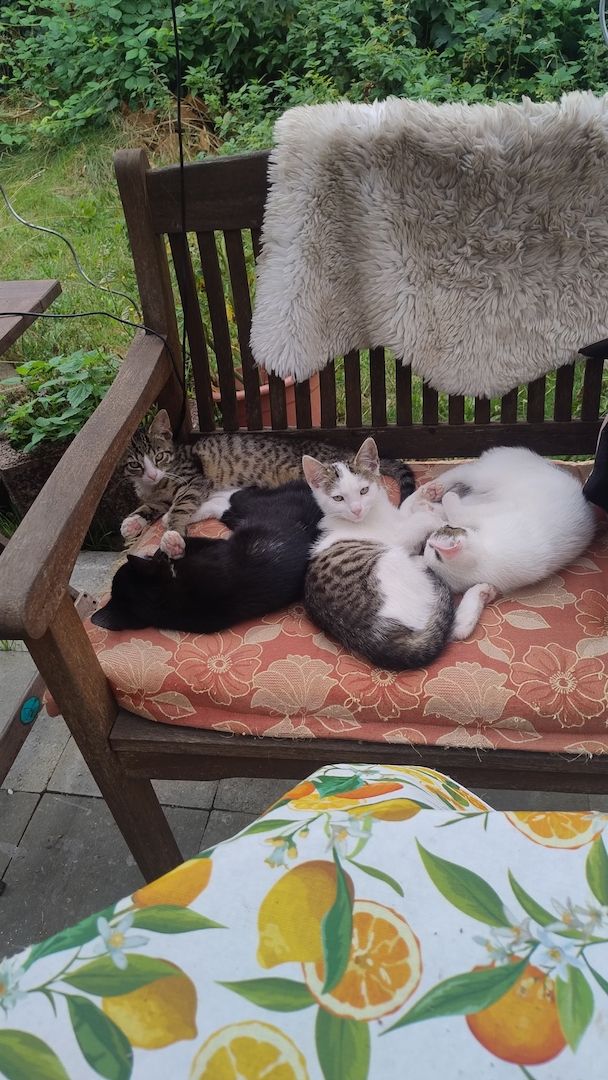 Kater kitten 3 zum jeweiligen Abgeben