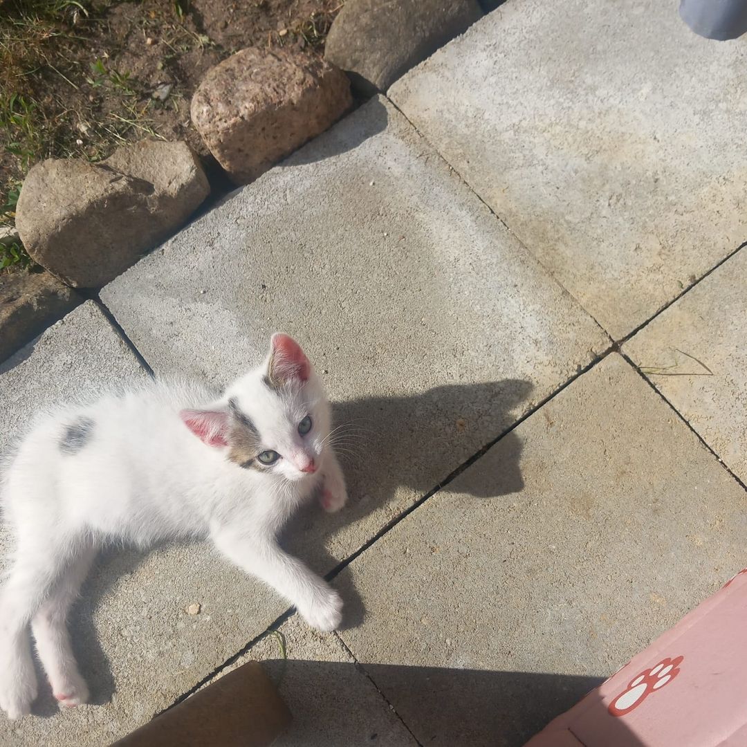 Kater kitten 3 zum jeweiligen Abgeben