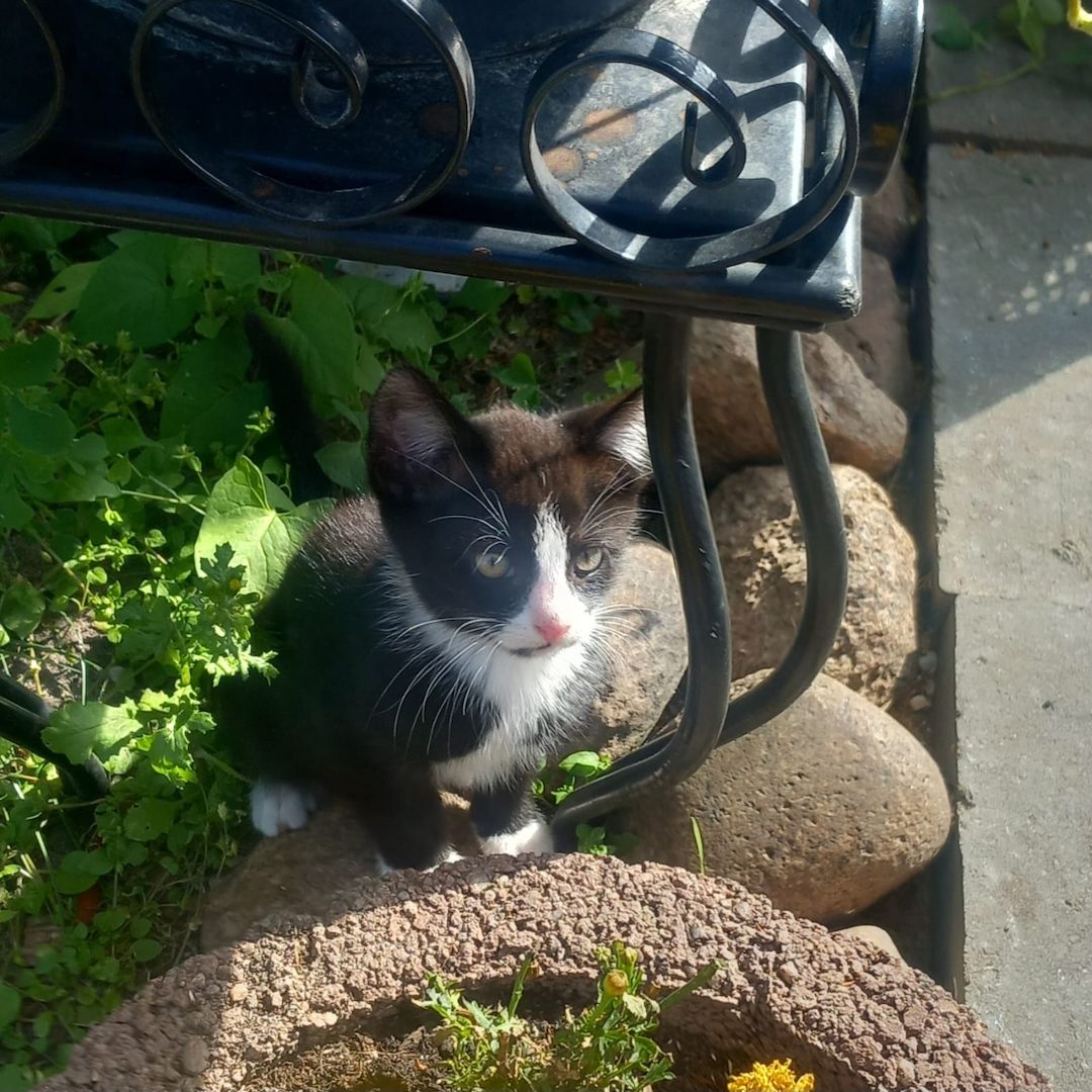 Kater kitten 3 zum jeweiligen Abgeben