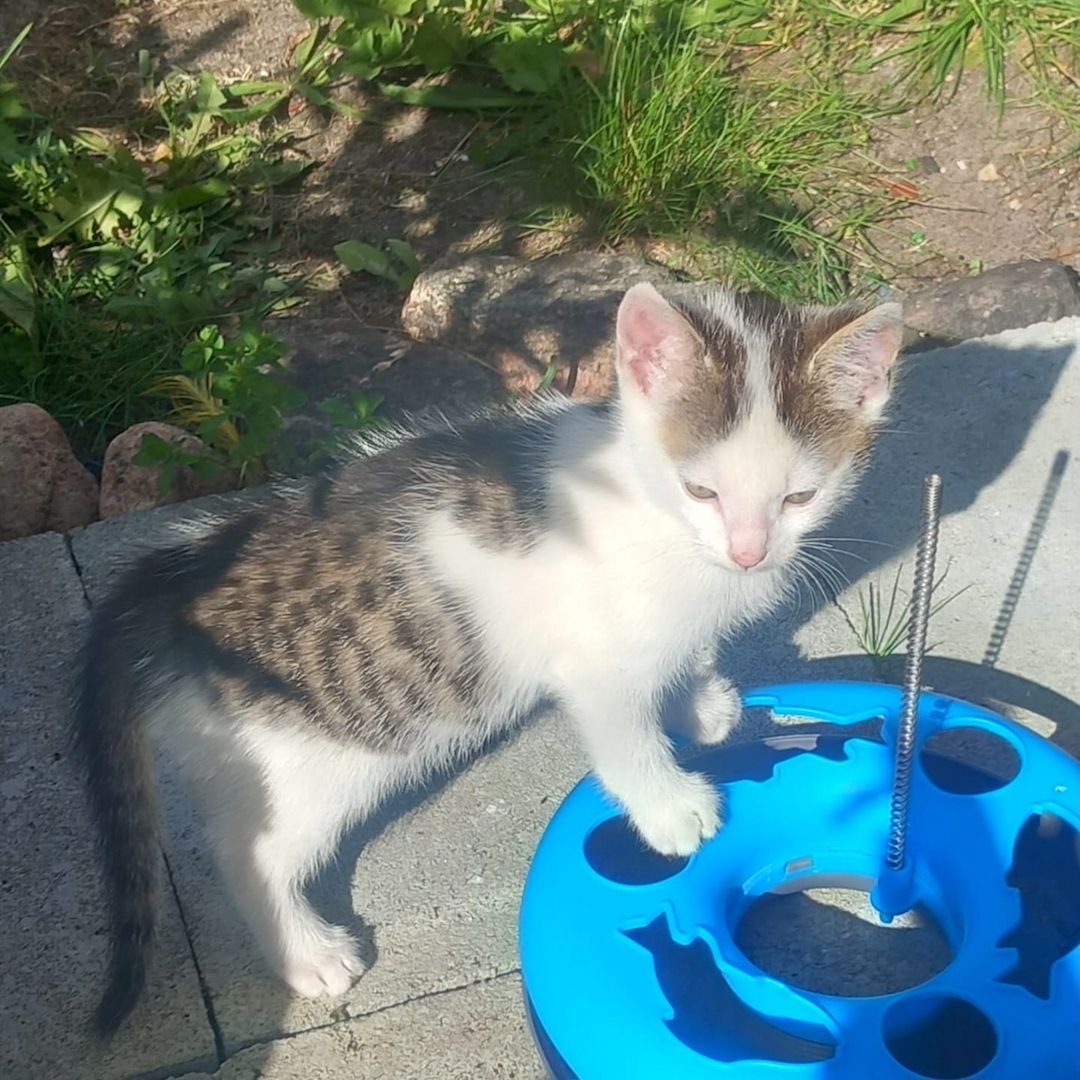 Kater kitten 3 zum jeweiligen Abgeben