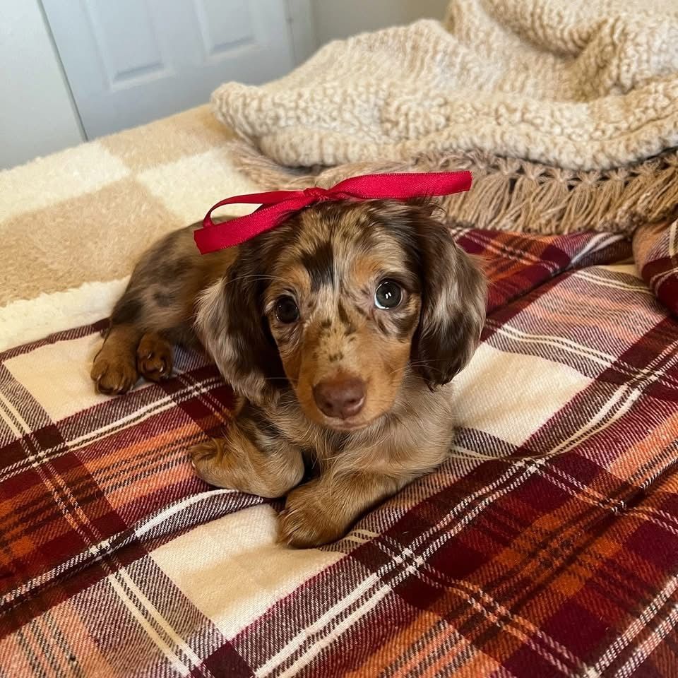 Mini-Dackelwelpen bereit