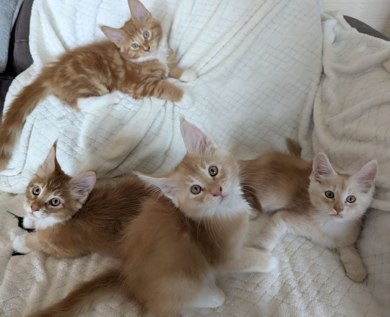 Typvolle Maine Coon Katerchen mit Stammbaum abzugeben – aus liebevoller Hobbyzucht