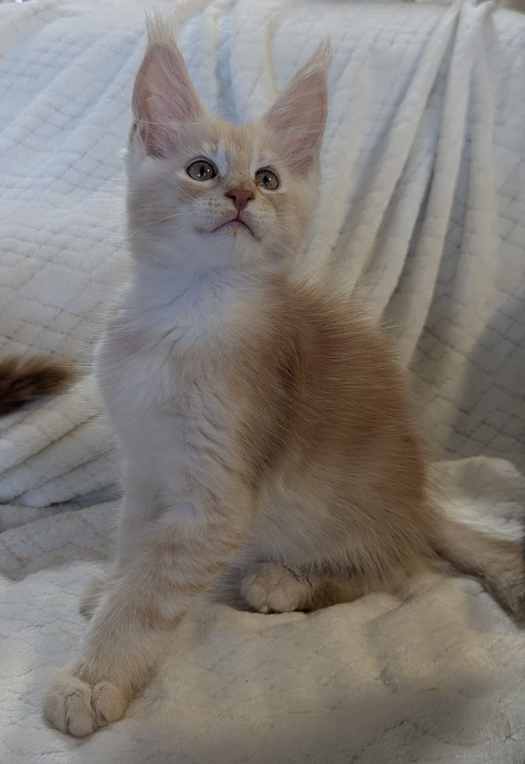 Typvolle Maine Coon Katerchen mit Stammbaum abzugeben – aus liebevoller Hobbyzucht