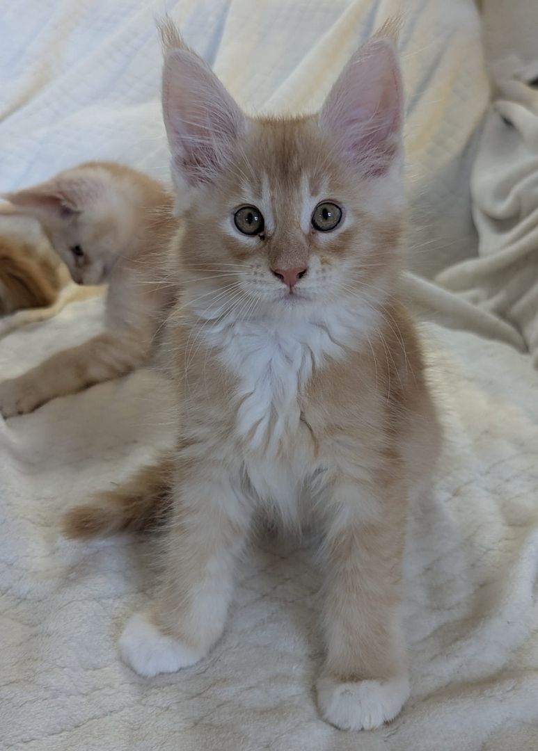 Typvolle Maine Coon Katerchen mit Stammbaum abzugeben – aus liebevoller Hobbyzucht