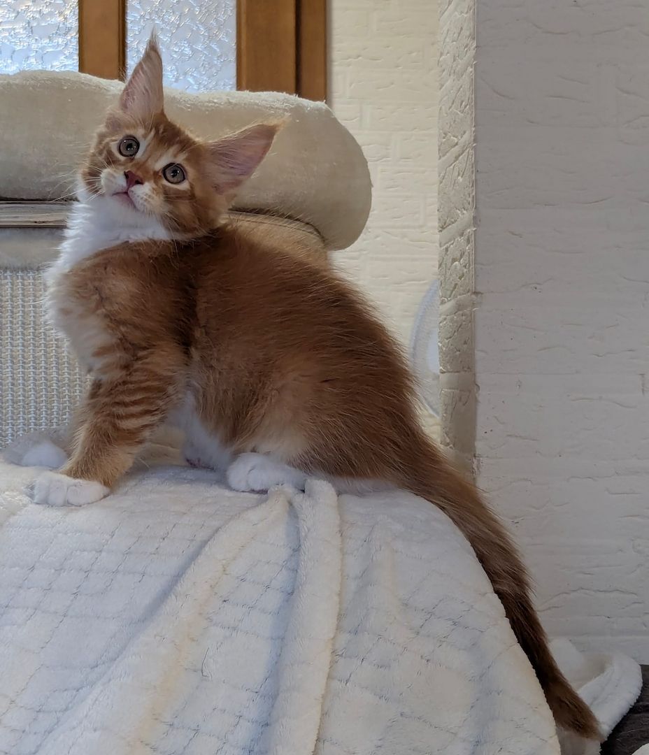 Typvolle Maine Coon Katerchen mit Stammbaum abzugeben – aus liebevoller Hobbyzucht