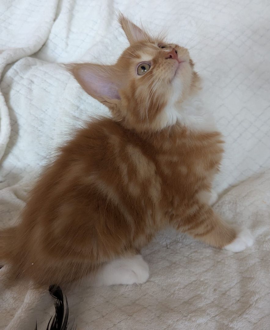 Typvolle Maine Coon Katerchen mit Stammbaum abzugeben – aus liebevoller Hobbyzucht