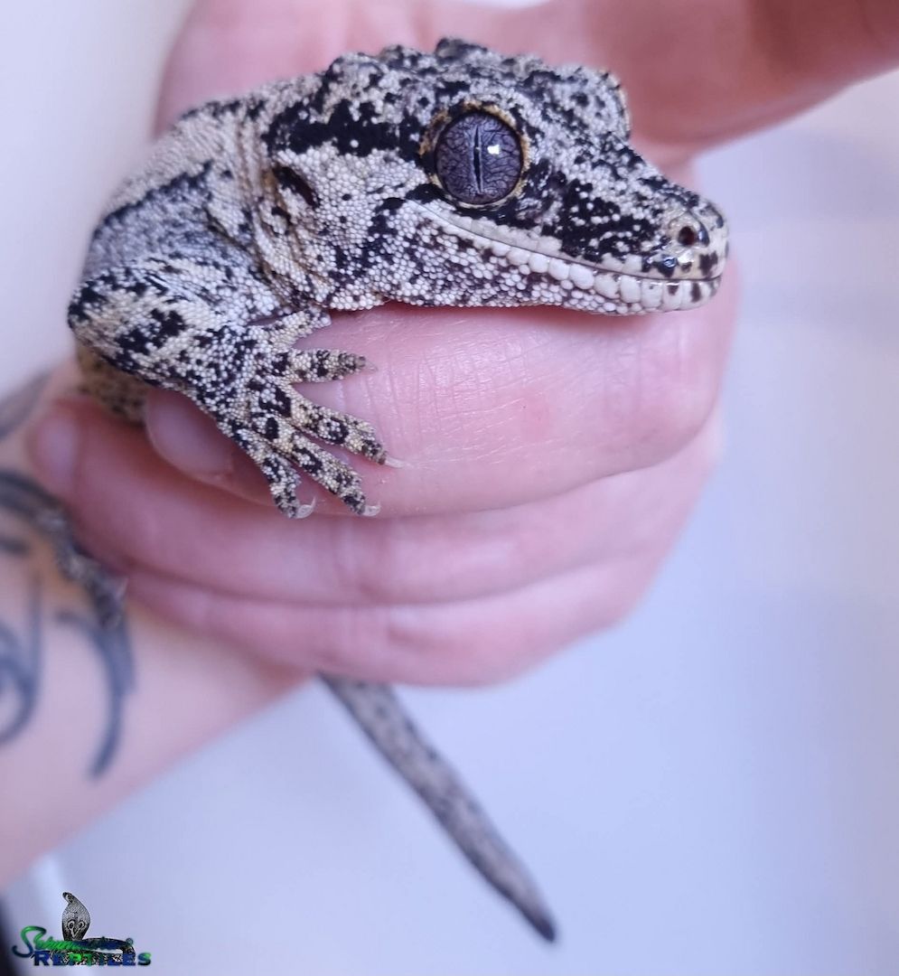 1.2 Rhacodactylus auriculatus   Höckerkopfgecko