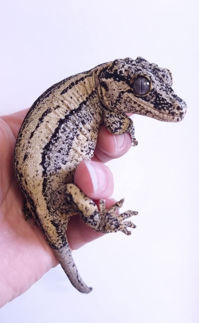 1.2 Rhacodactylus auriculatus   Höckerkopfgecko
