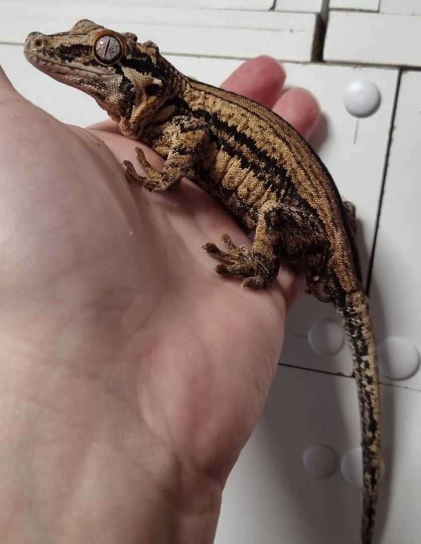 1.2 Rhacodactylus auriculatus   Höckerkopfgecko