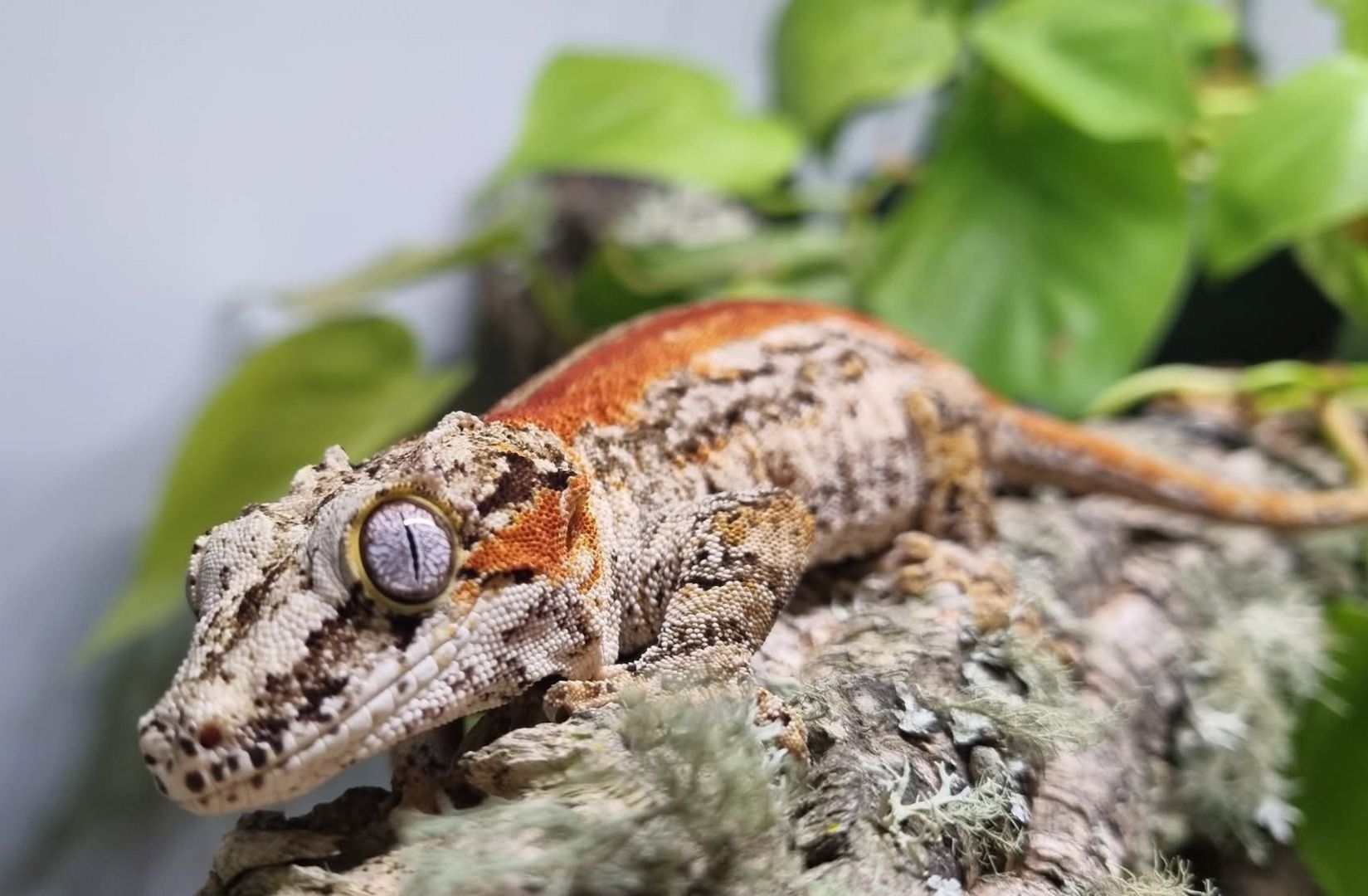 1.2 Rhacodactylus auriculatus   Höckerkopfgecko