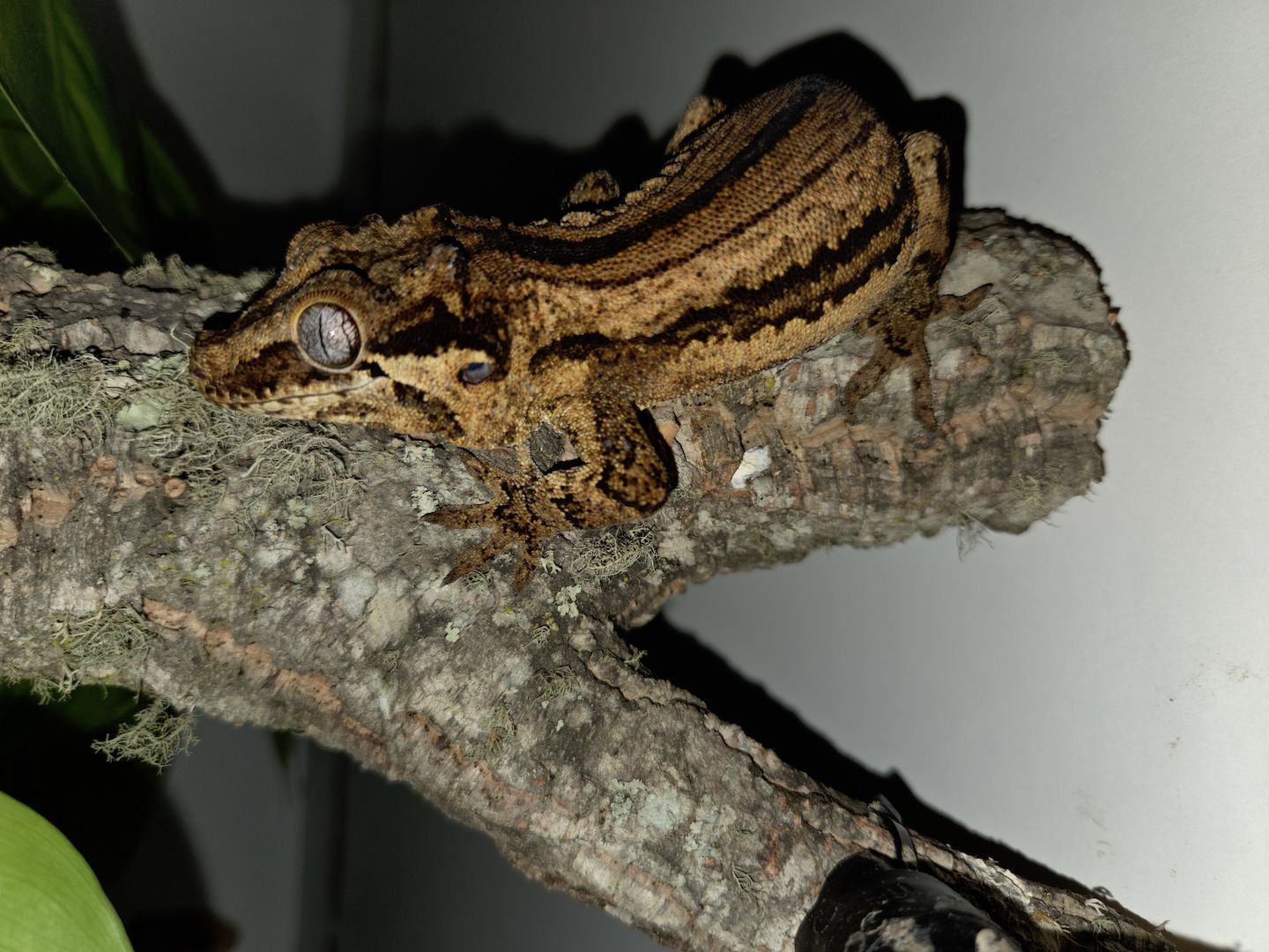 1.2 Rhacodactylus auriculatus   Höckerkopfgecko