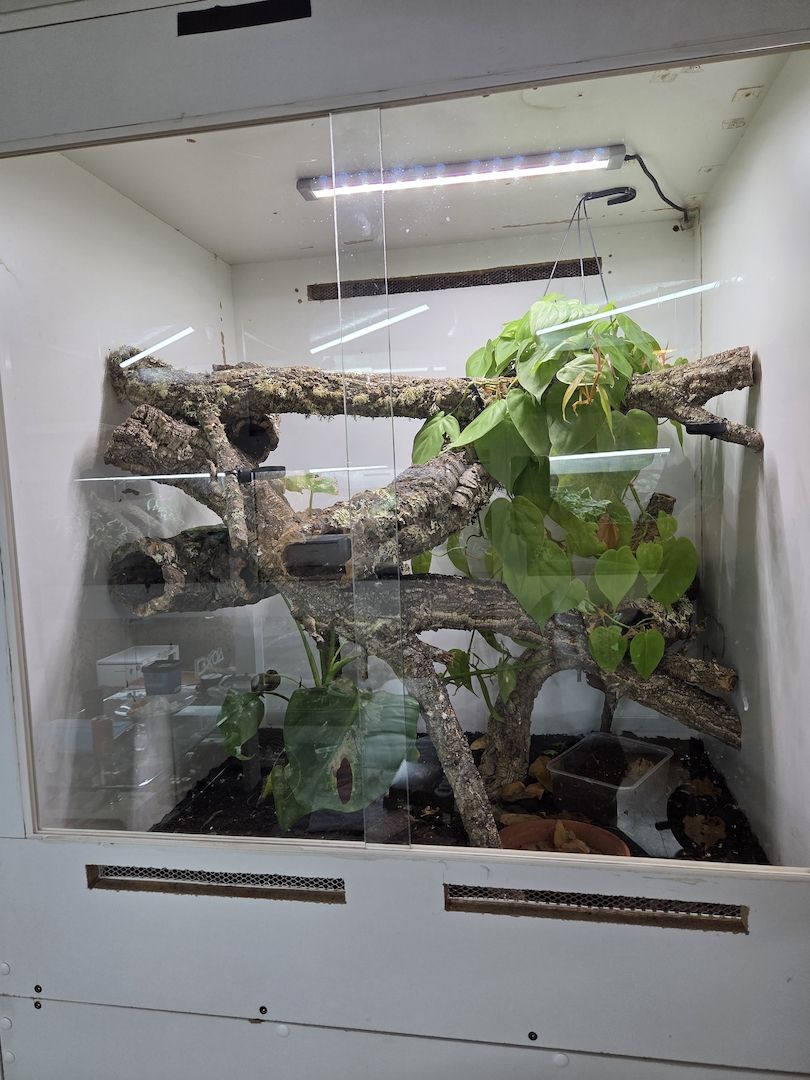 1.2 Rhacodactylus auriculatus   Höckerkopfgecko