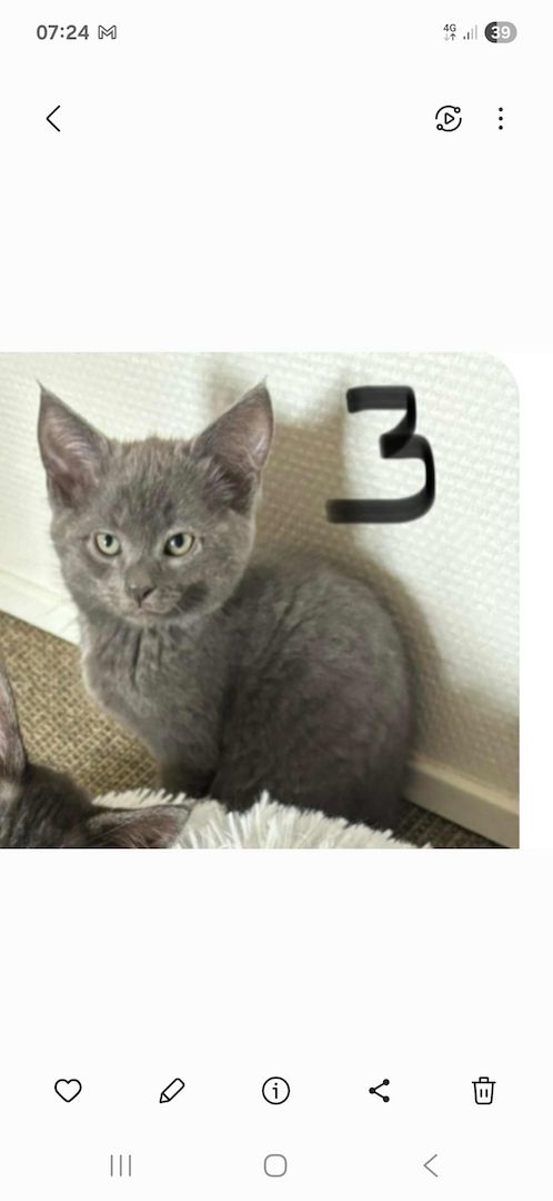 Katzen aus privater Auffangstation bkh mixe