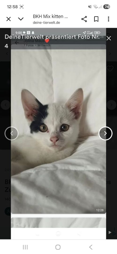 Katzen aus privater Auffangstation bkh mixe