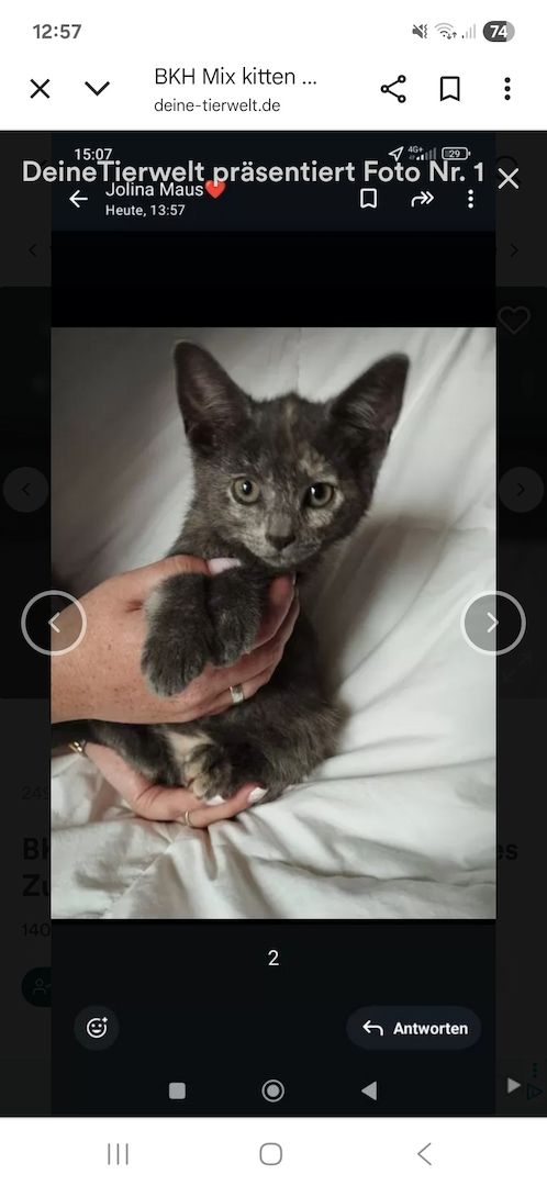 Katzen aus privater Auffangstation bkh mixe