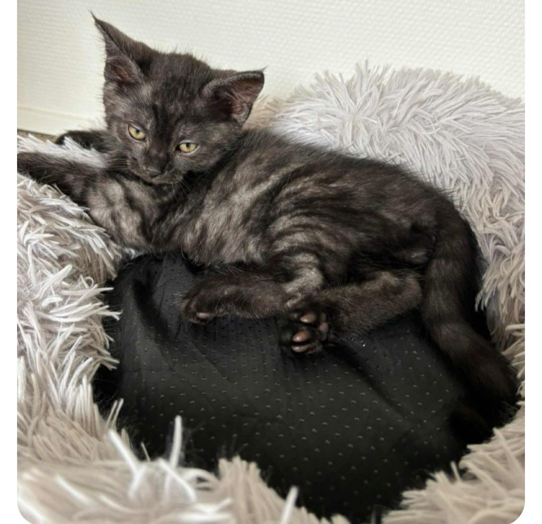 Katzen aus privater Auffangstation bkh mixe