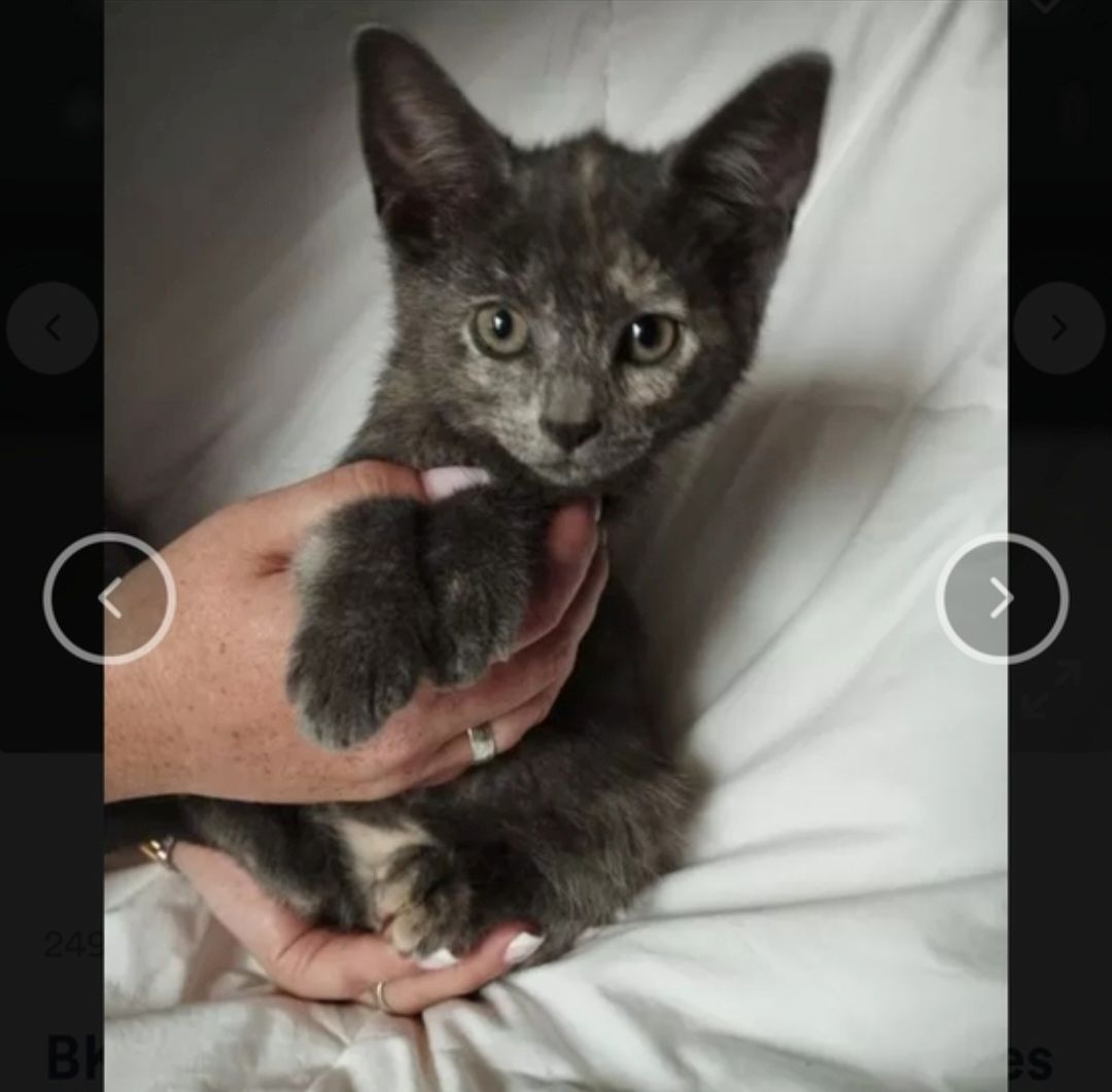 Katzen aus privater Auffangstation bkh mixe