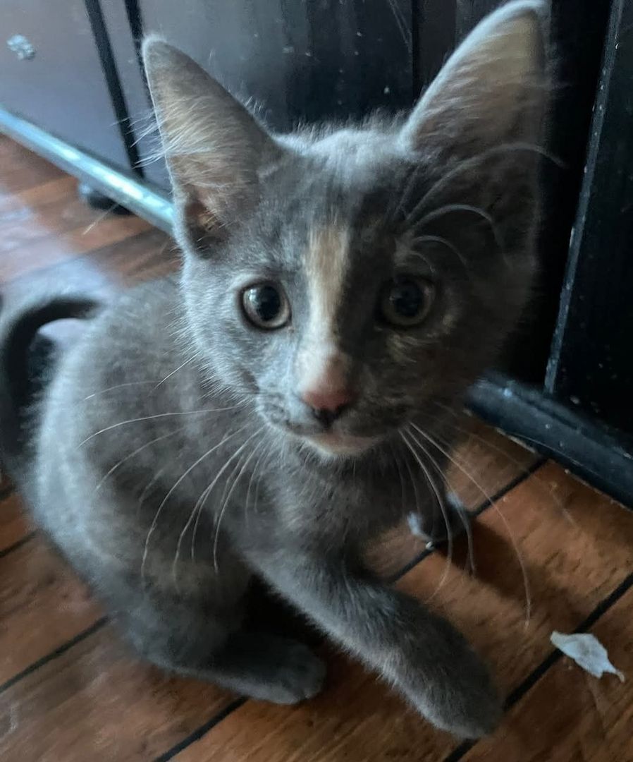 Katzen aus privater Auffangstation bkh mixe