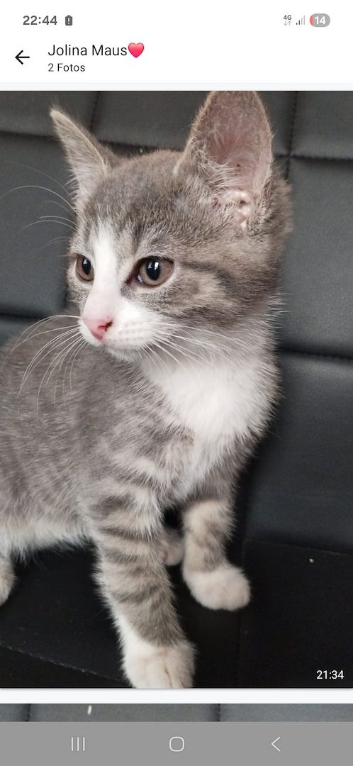 Katzen aus privater Auffangstation bkh mixe