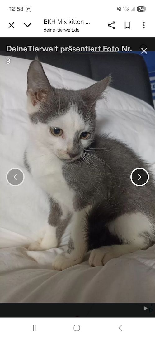 Katzen aus privater Auffangstation bkh mixe