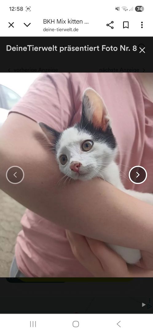 Katzen aus privater Auffangstation bkh mixe