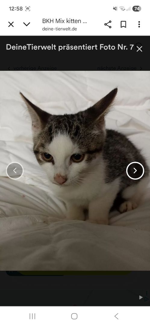 Katzen aus privater Auffangstation bkh mixe