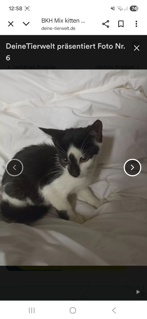 Katzen aus privater Auffangstation bkh mixe