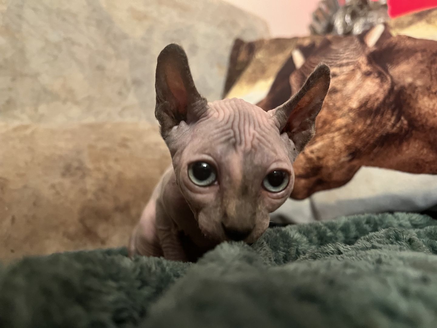 Zauberhaftes Elf Sphynx Kitten Mädchen in Tortie Point Zauberhaftes Elf Sphynx Kitten Mädchen in Tortie Point