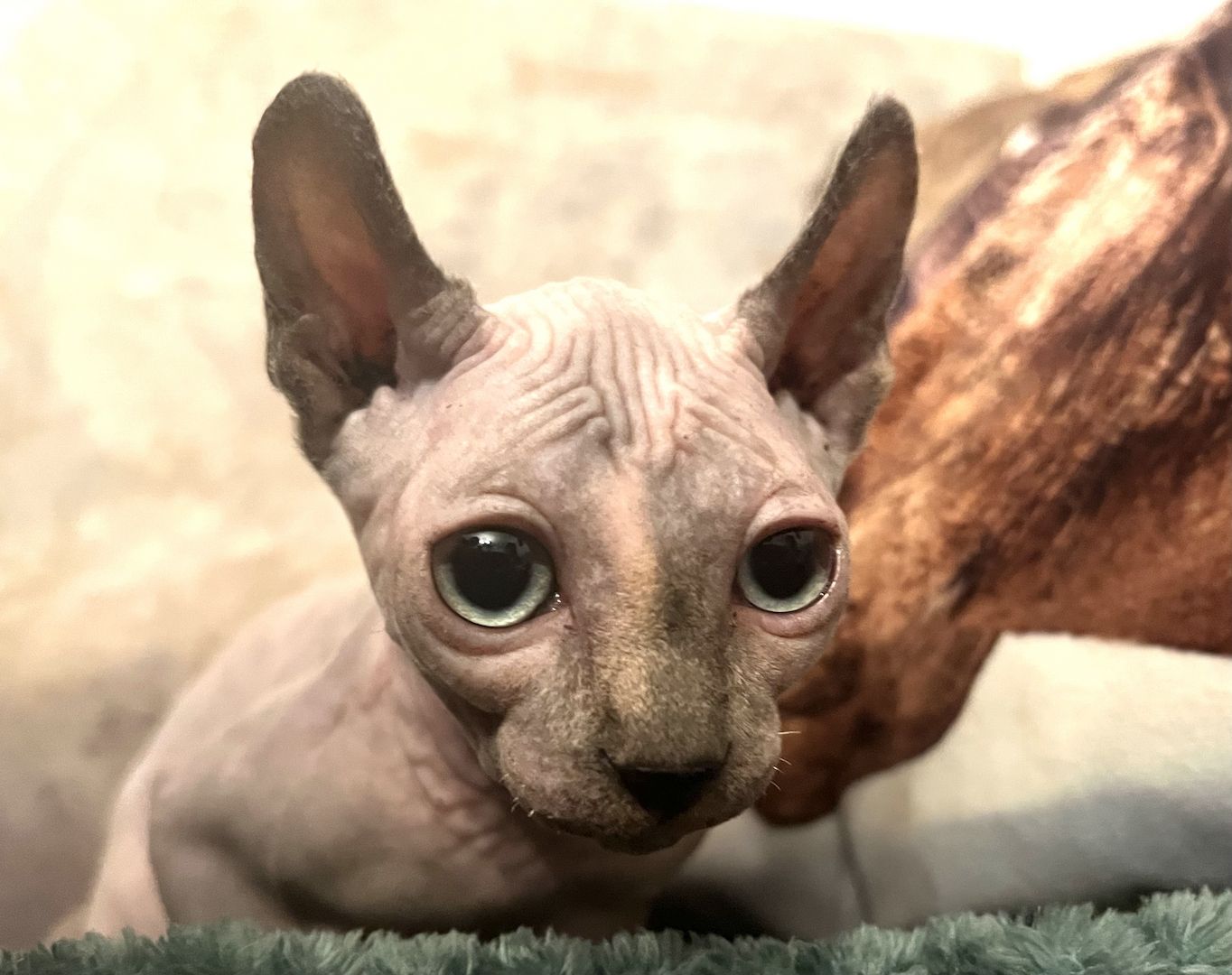 Zauberhaftes Elf Sphynx Kitten Mädchen in Tortie Point Zauberhaftes Elf Sphynx Kitten Mädchen in Tortie Point