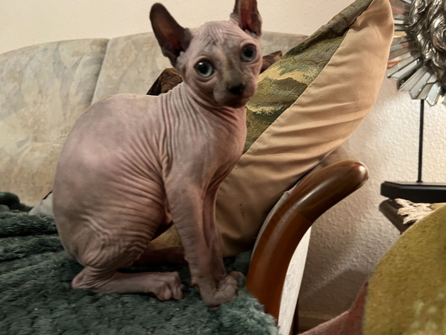 Zauberhaftes Elf Sphynx Kitten Mädchen in Tortie Point Zauberhaftes Elf Sphynx Kitten Mädchen in Tortie Point