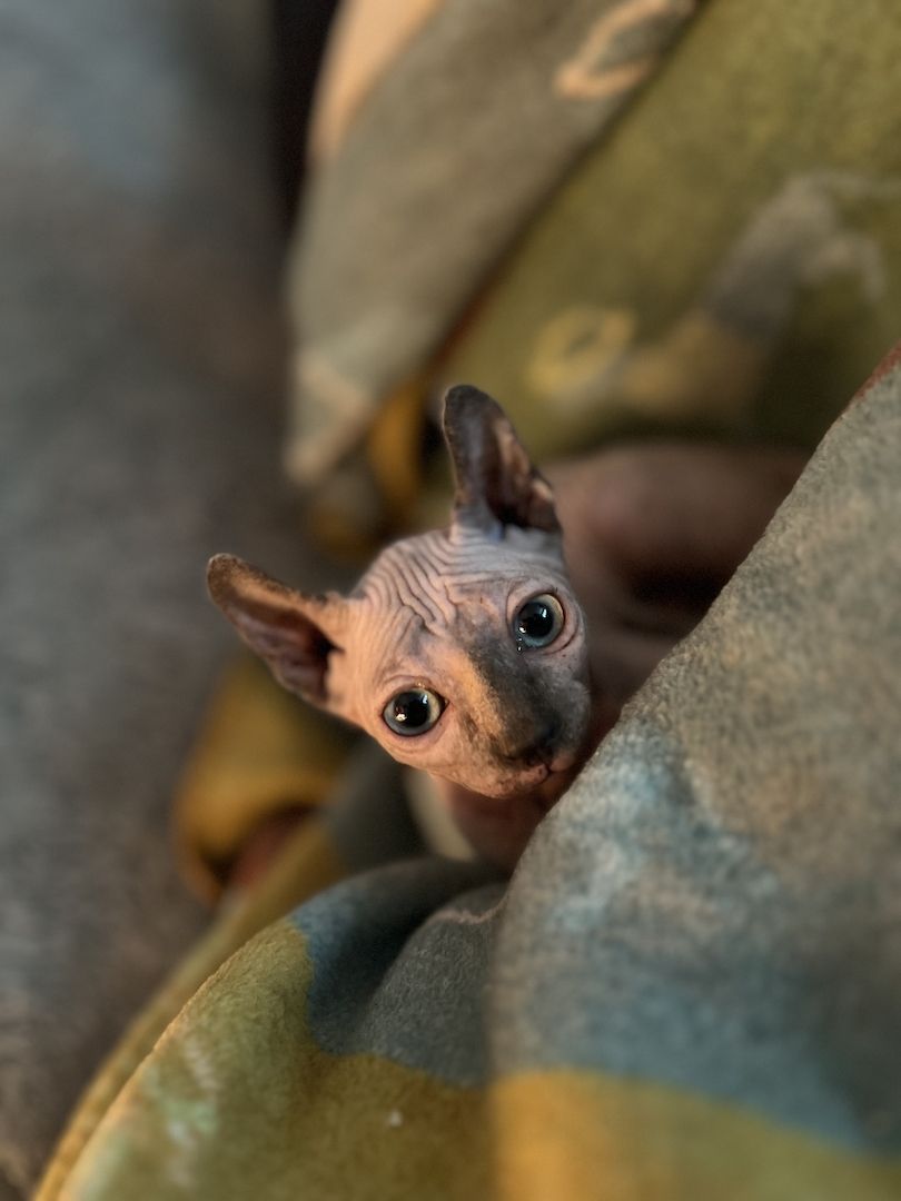 Zauberhaftes Elf Sphynx Kitten Mädchen in Tortie Point Zauberhaftes Elf Sphynx Kitten Mädchen in Tortie Point