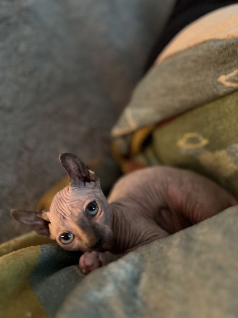 Zauberhaftes Elf Sphynx Kitten Mädchen in Tortie Point Zauberhaftes Elf Sphynx Kitten Mädchen in Tortie Point